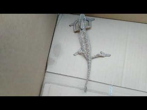 اريد تربية الحرباء في المنزل ماذا تأكل