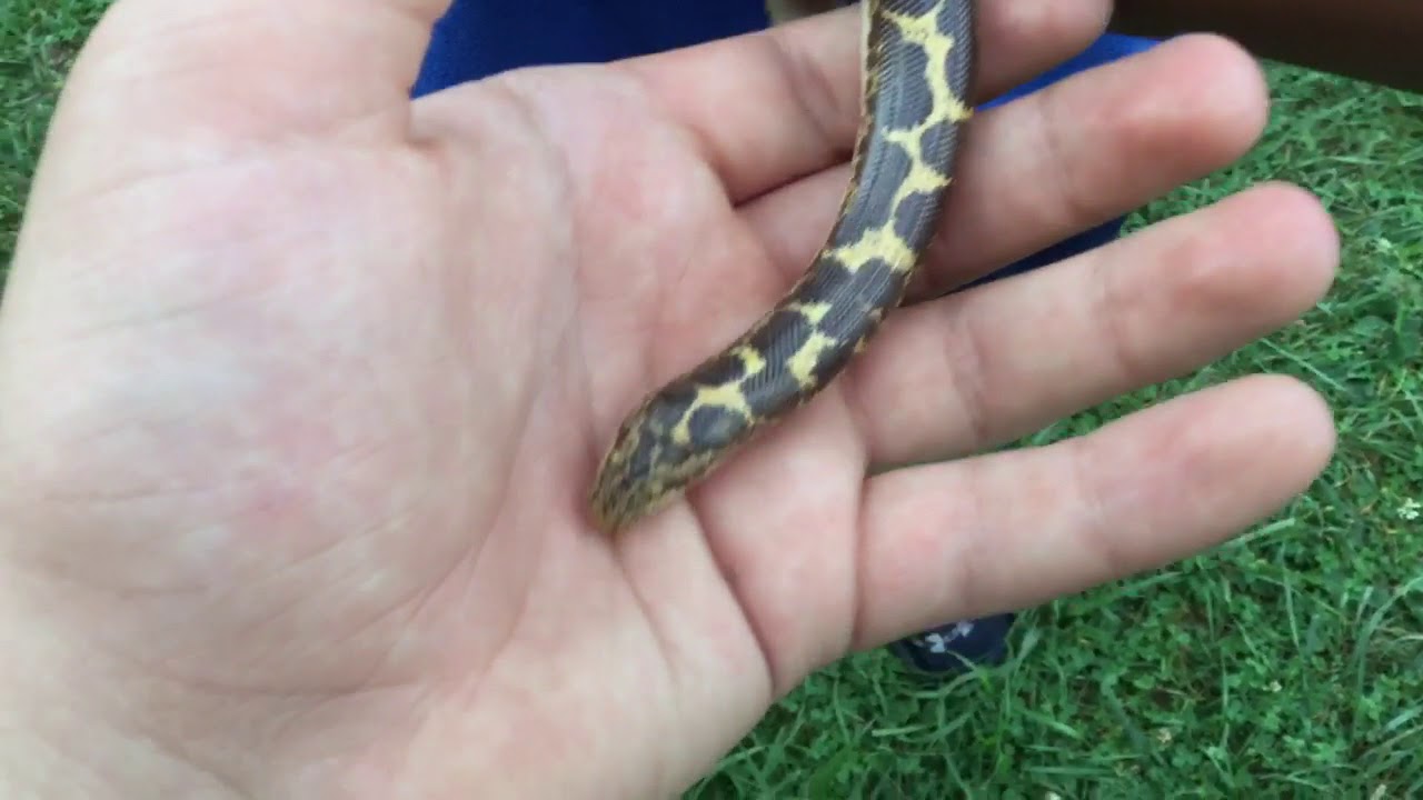 camera iphone 8 plus apk My pet SNAKE