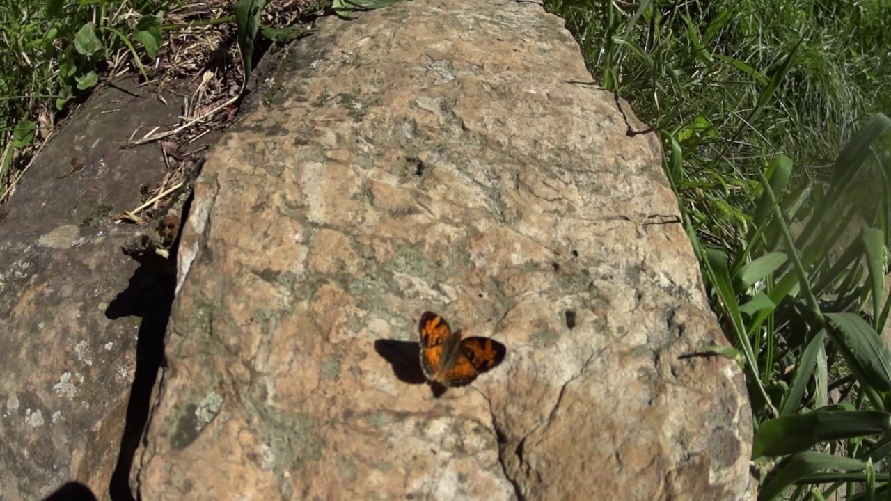camera iphone 8 plus apk Appalachian Trail 2017 Day 50
