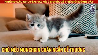 Cô Gái Chia Sẻ Quá Trình Nuôi Một Chú Mèo Anh Chân Ngắn Dễ Thương Review Con Người Và Cuộc Sống