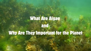 What Are Algae and Why Are They Important for the PlanetπΏπ#environment #algea #kids