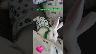 हम आपके दिल में रहते??oldsong music songs oldlovesongs retro rabbitlife love youtubeshorts