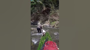Đóng Bè Vượt Suối 🐕🌊 | Sinh Tồn & Câu Cá Suối Trong Rừng Cùng Chó Cưng | PhuotTV