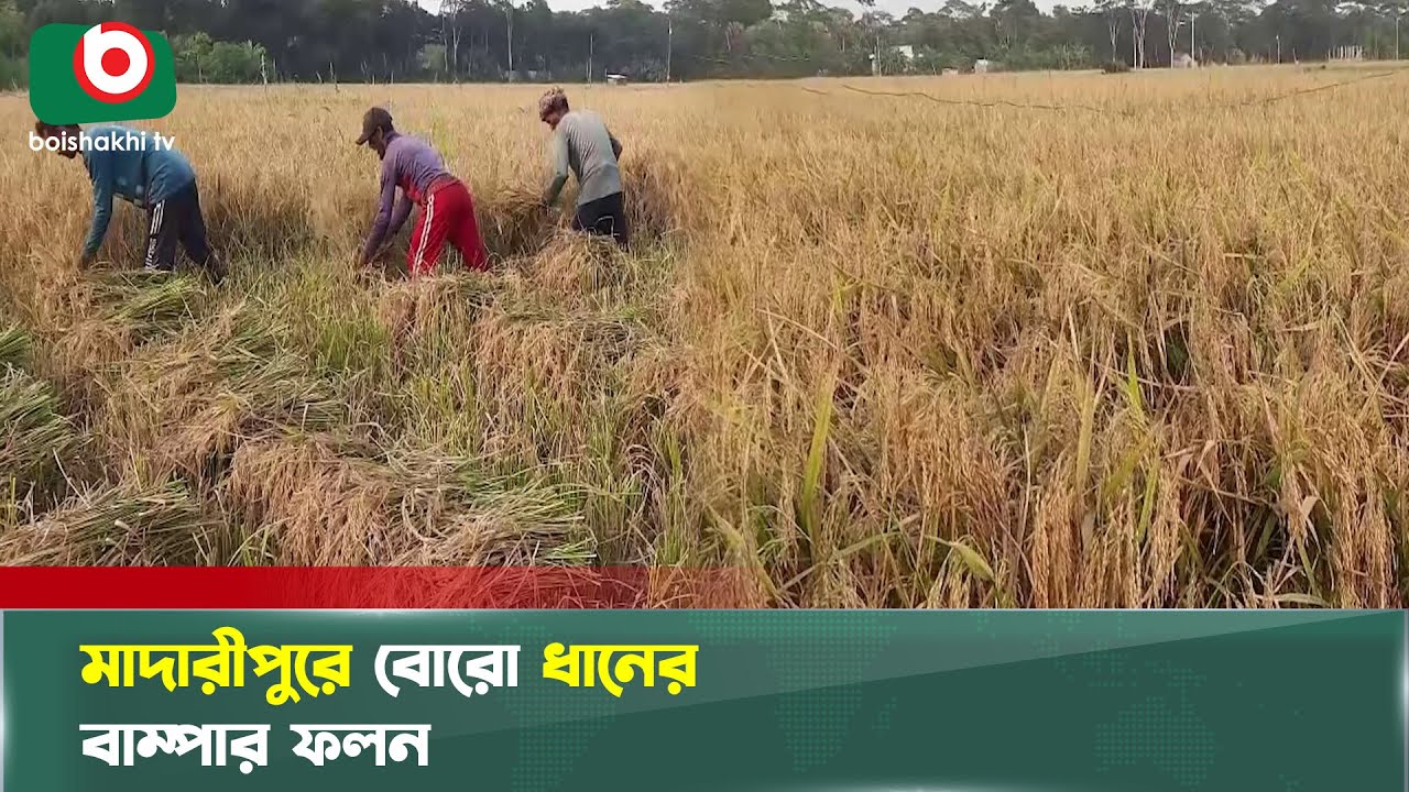 মাদারীপুরে বোরো ধানের বাম্পার ফলন | Madaripur | Rice Production | Boro Dhan | Boishakhi Tv News