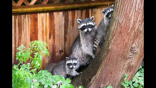 Easiest way to trap raccoons by Southern Bred Adventures 7,459 views 3 years ago 5 minutes, 42 seconds