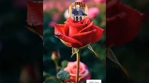 عالم الهدوء والراحة النفسية مع القارىء أحمد الشافعي بن إبراهيم الدمشقي سورة المائدة ص١٢١