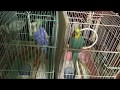 ２羽そろって外に出たいアピールするセキセイインコ（メス♀若鳥１羽・オス♂幼鳥１羽）－カゴの中の様子（２０８）