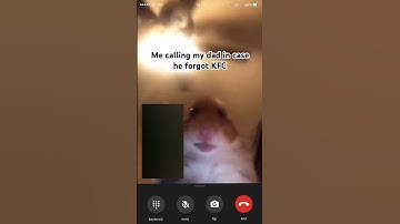 #hamster #memes #funny #pets #cute #freecomedy #themanniishow #makemefamous