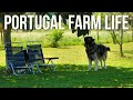 Peaceful living on a farm in portugal  portugal farm life