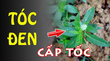 Cỏ mực, cây giúp tóc Đen Trở Lại Hơn Cả Tiền Triệu Mua Thuốc Trị Tóc Bạc Sớm | THAODUOC.NET