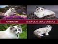 كل المعلومات عن القطط الامريكية راغ دول RAG DOLL CATS 
