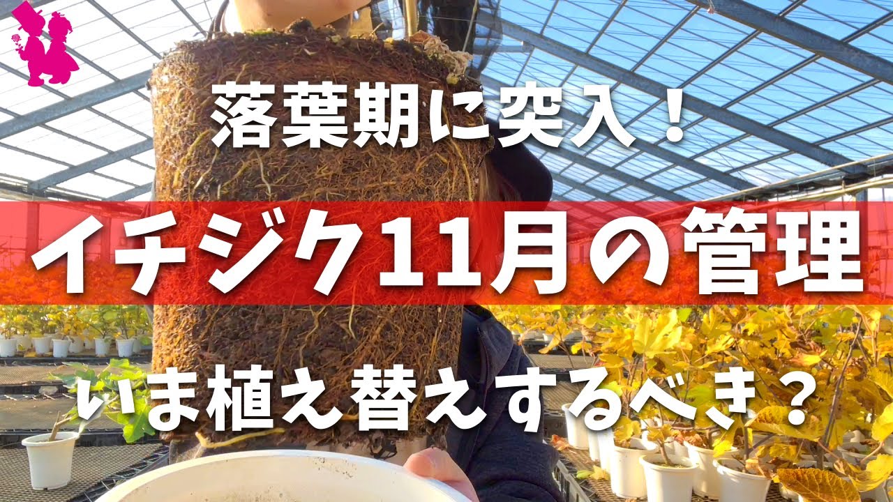 2022 Edition] A horticultural farmer explains how to work and care