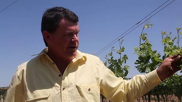 Managing Eutypa Dieback 7 of 10 - Reworking - Vine Training