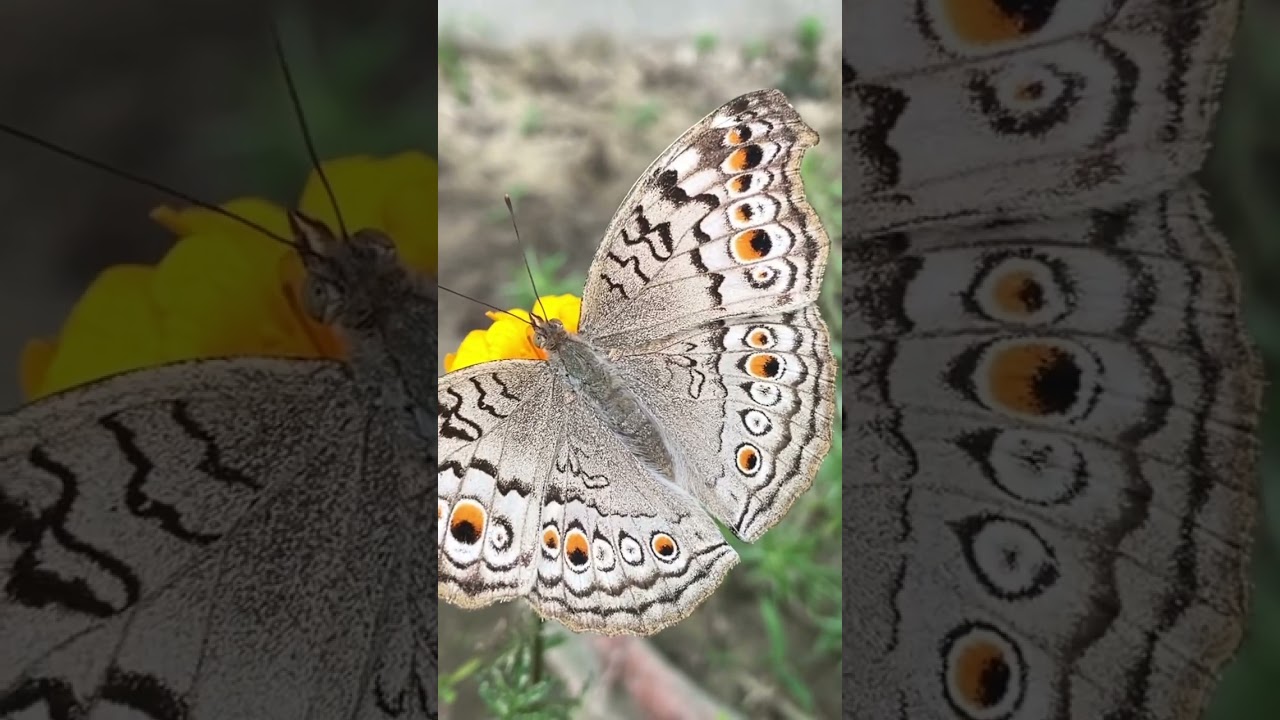 Butterfly macro video.