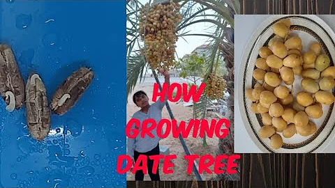 How to grow Date palm Tree from seed/Date seed Germination 100% Success/ABC Sisters creative ideas