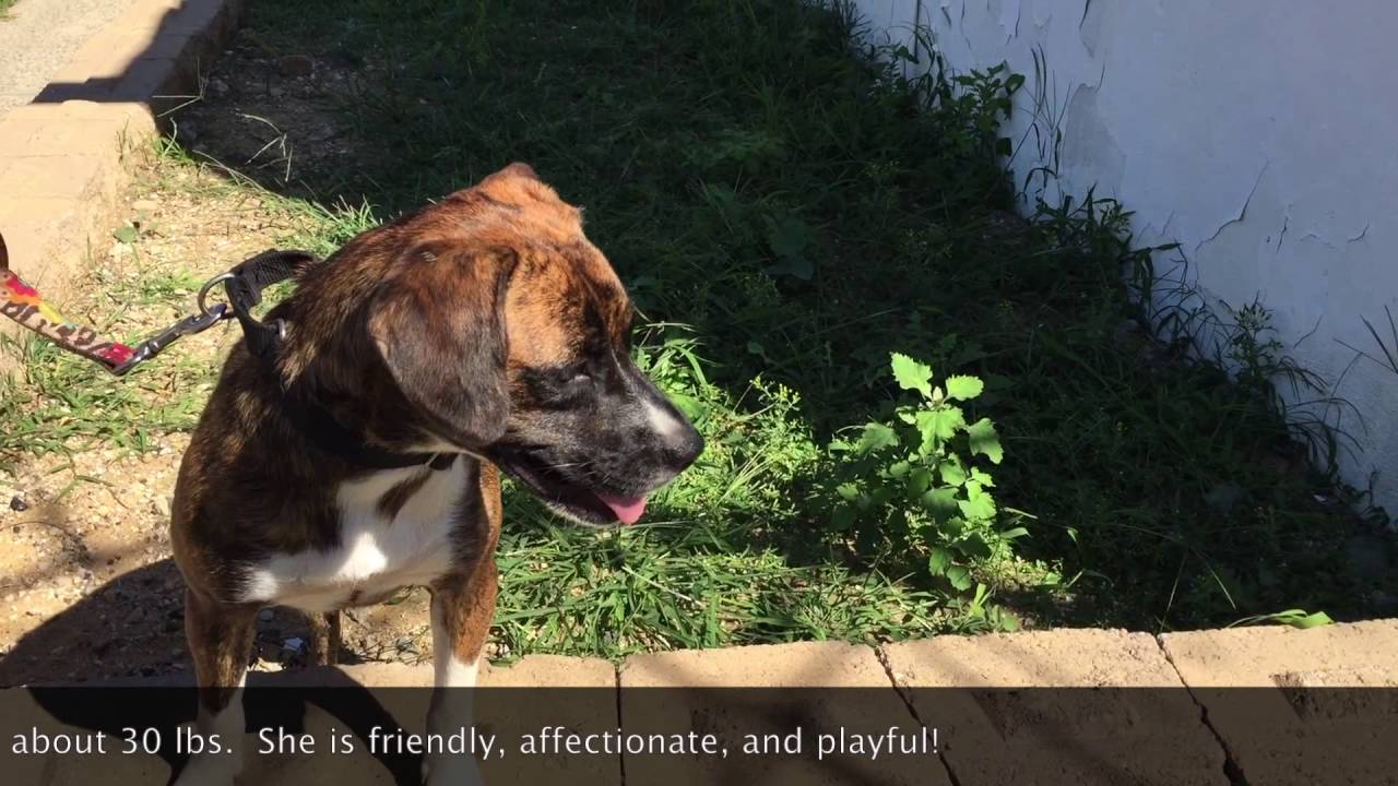 Lucy for Adoption at Ruff House Rescue NY YouTube