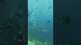 Dive #scubadiving #scuba #divingindonesia #underwater #nature #naturelovers #travel #divelife #sea