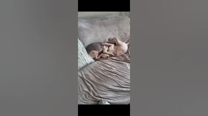 Video 1217971: hairless cat fight, funny hairless cat