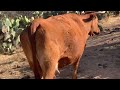 Posible causa de mastitis