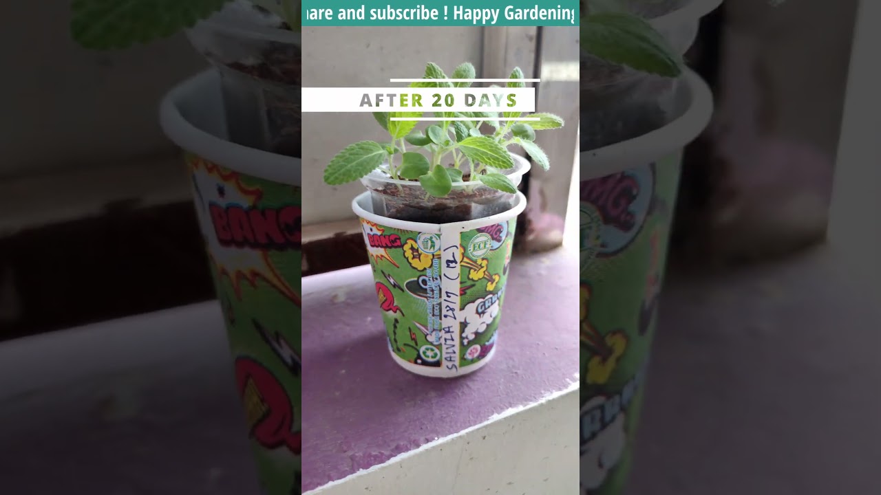 Salvia Flower | SEED TO FLOWER (PART 1 )  @GardeningwithRitz   