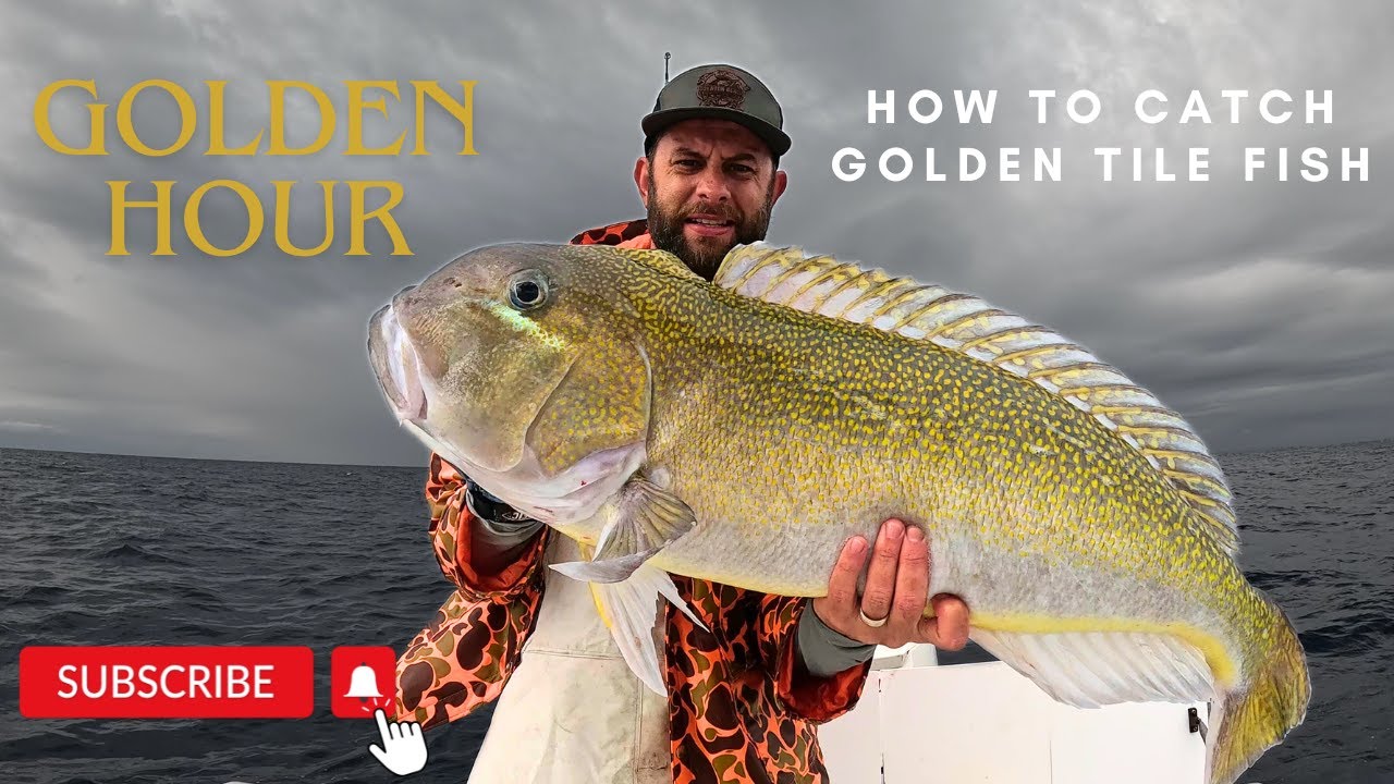 How to find and catch Golden Tile Fish (Catch and Clean) 