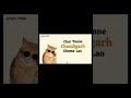 funny cat editz😂😂😂😆💯