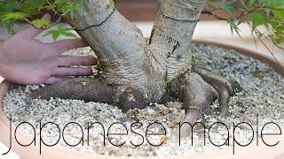 Massive Yamadori Japanese Maple First Structural Styling - Arkefthos Bonsai