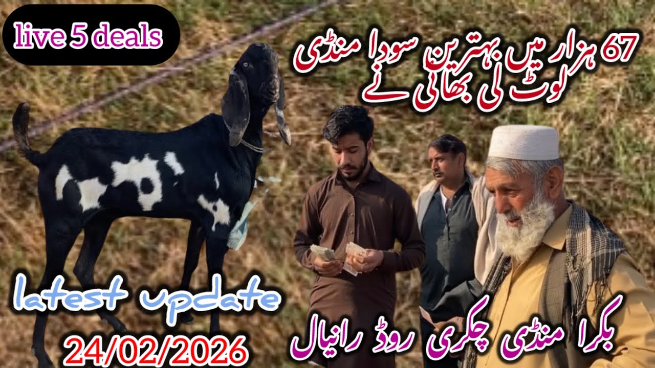 Bakra Mandi Rwp Bakra Mandi Chakri road Ranyal Rwp latest update 25 February 2026#goat ...