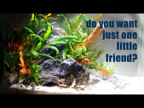 Can Gourami Live Alone