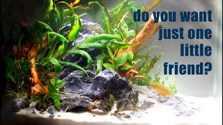 These Nano Fish LOVE Being Alone in A Nano Tank! (Alternatives to A Betta)