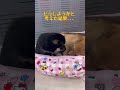 【柴犬】かわいい豆柴子犬✨先輩子犬を起こそうとした結果は…😳⁉️まめしば亭ブログ・vlog #shorts