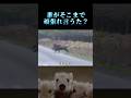 【ごっついなぁ】#イノシシ #家族 #family #wildboar #shorts #comedy