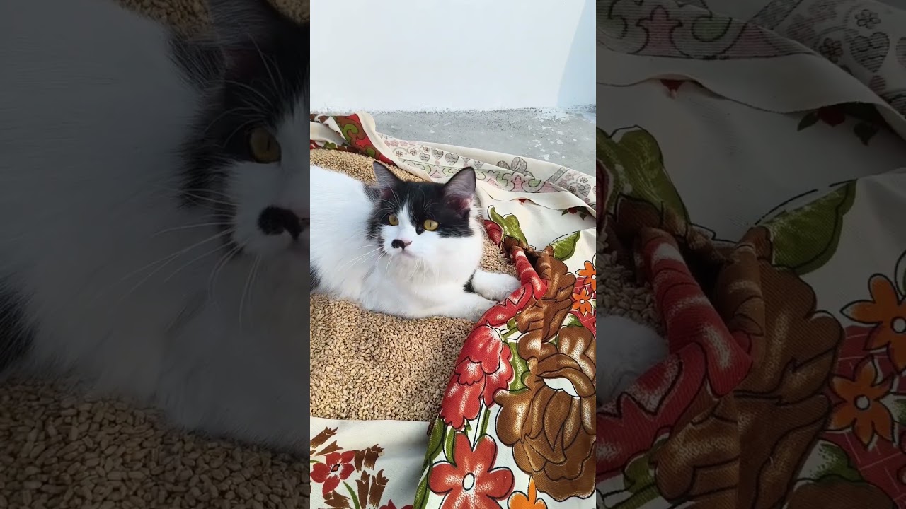 Cat Hunting 😅 funny video 