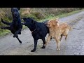 Most Adorable Dog Videos- funny dogs compilation😂😂😂