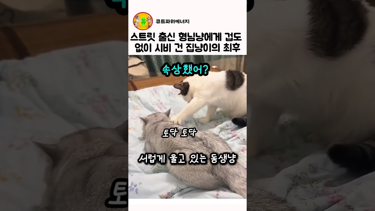 스트릿출신 형님냥에게 겁도 없이 시비 건 집냥이의 최후
