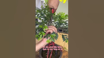 Cây Tùng Đen - Quý Cây Nhật