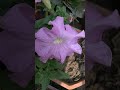 winter Flower putunia#shorts