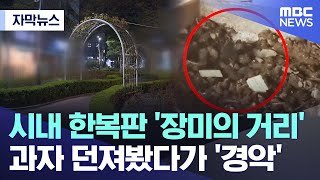 [자막뉴스] 시내 한복판 '장미의 거리'..과자 던져봤다가 '경악' (목포MBC 뉴스)