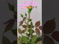 try to find out happiness in little things 😍🥀🍂#nature lovers#flowers #ytshorts