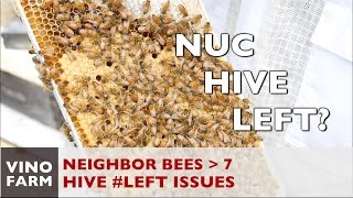 New Bees - Hive Left is not Right - Week 6