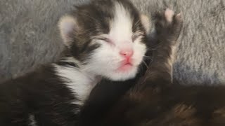 Follow these kittens first 8 days and their beautiful cat mom. by Just a Foster Cat Mom 210 views 2 months ago 4 minutes, 3 seconds