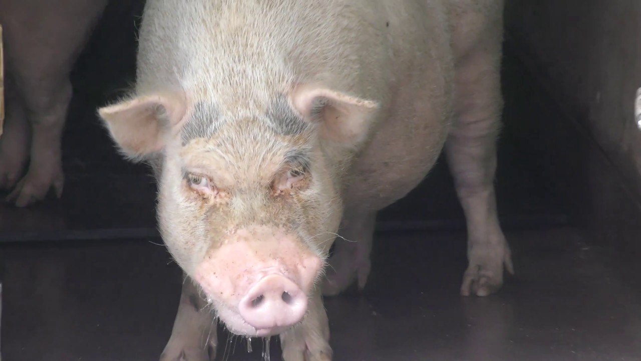 Miniature pig (CHIKOZAN PARK ZOO, Saitama, Japan) July 22, 2018