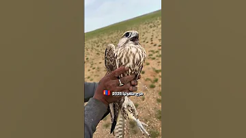 طيور منغوليا 2025 لحظة طرح طير حر وحش وإطلاقه الى البرية الصليلي التغطيه اكسبلور Birds Nature 