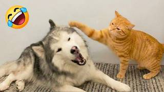 Funny Cats Vs Dogs Compilation Try Not To Laugh  Funny Animals S