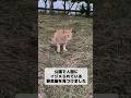 人間にイジメられていた野良猫が歩んだ2年の軌跡 #shorts