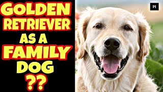 Golden retriever as a family dog in Hindi | Best family dog series | Petsinfomania by PetsInfomania (PI) 367 views 1 year ago 3 minutes, 12 seconds