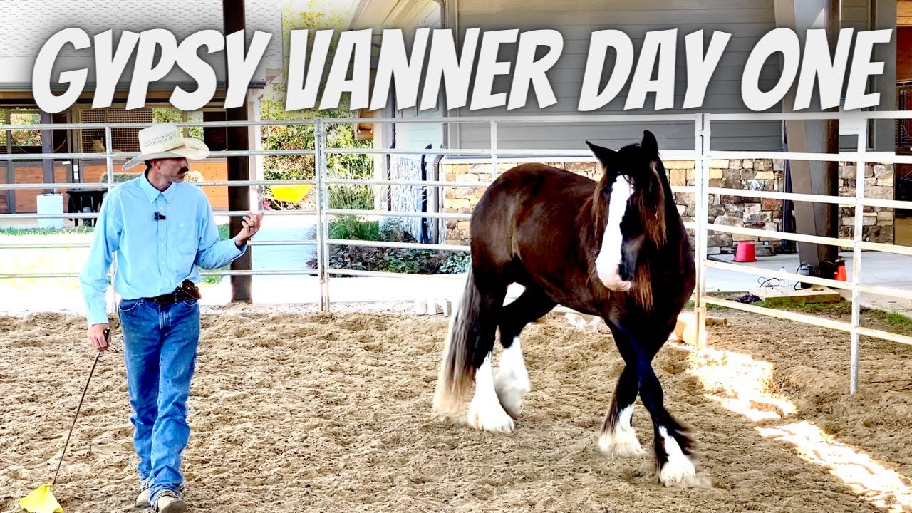 Gypsy Vanner Day One | Horse Training