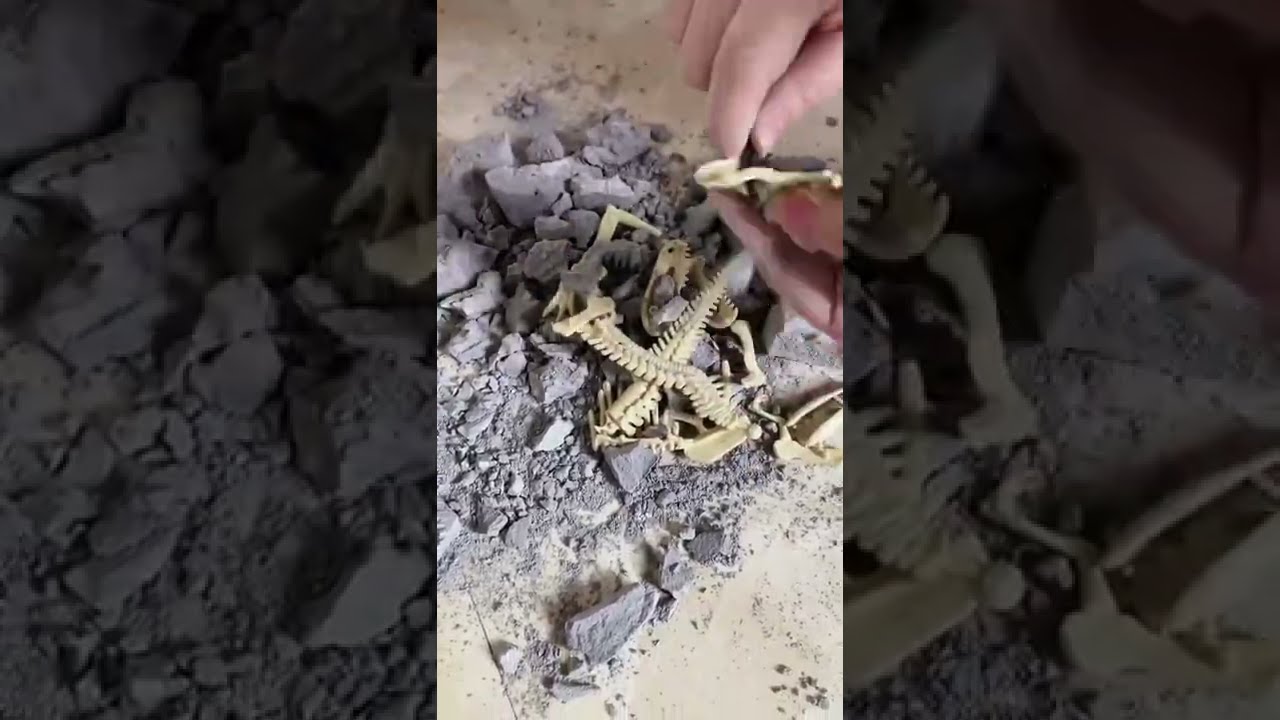 1677 7 Archaeological Dinosaur Fossils