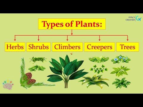 Types of Plants-Herbs, Shrubs, Trees, Climbers, and Creepers