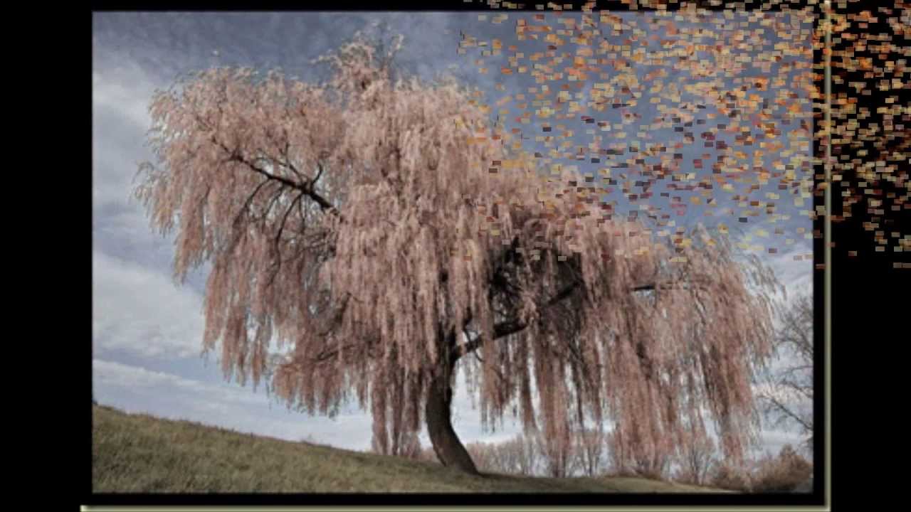 LA ROSA Y EL SAUCE (Carlos Guastavino) Tenor Richard Boada S. Piano